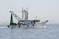 Shrimp boats in Galveston bay