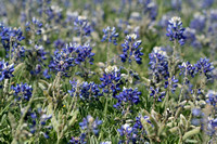 Hillcountry Bluebonnets and Church 4/2008