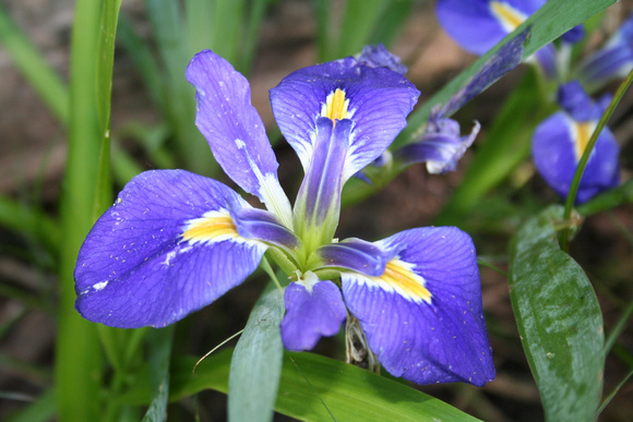 Iris growing wild