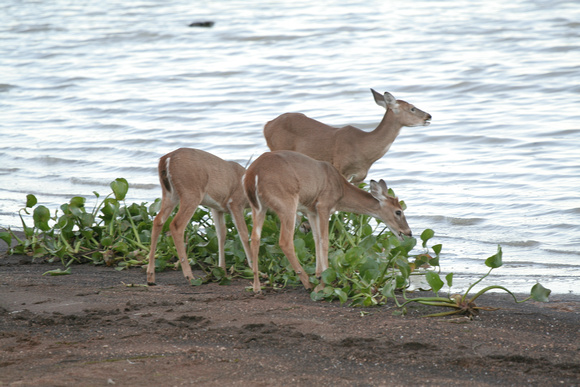 Deer on Lake Texana